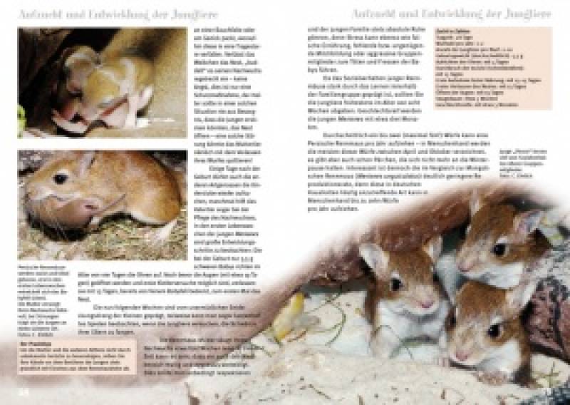 Preview: Die Persische Rennmaus